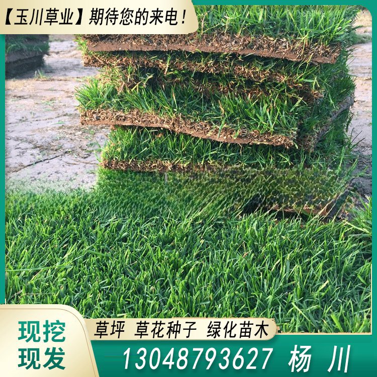 兰引三号草皮 足球运动场草卷 大量批量供应结缕兰引三号草约3.88元,约3.86元,约3.66元(图4)