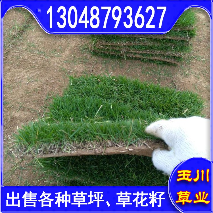 兰引三号草皮 足球运动场草卷 大量批量供应结缕兰引三号草约3.88元,约3.86元,约3.66元(图9)