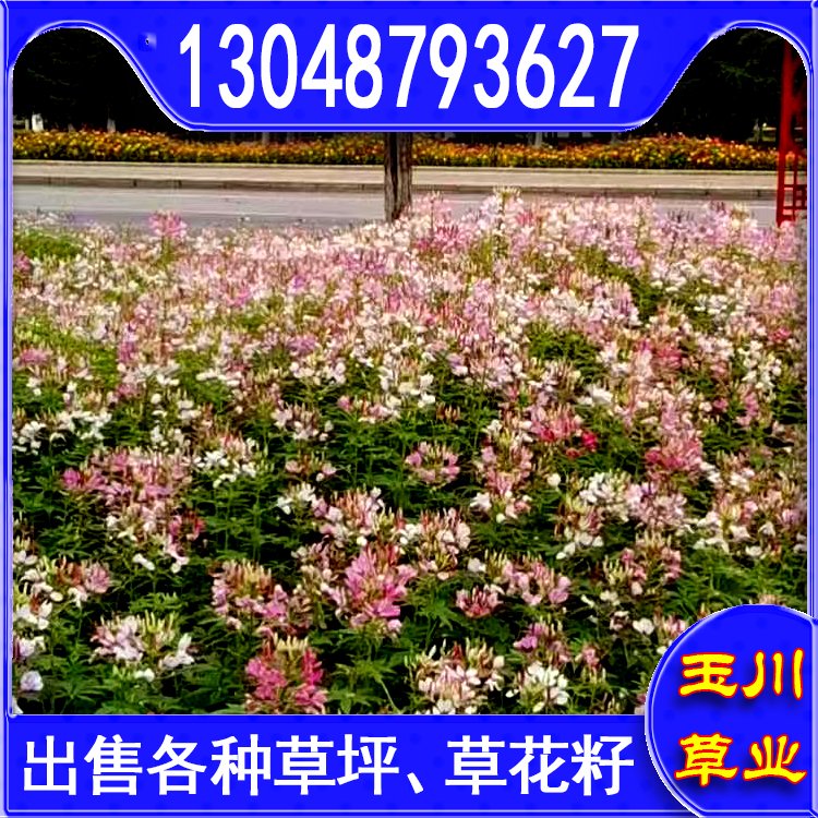 兰引三号草皮 足球运动场草卷 大量批量供应结缕兰引三号草约3.88元,约3.86元,约3.66元(图7)