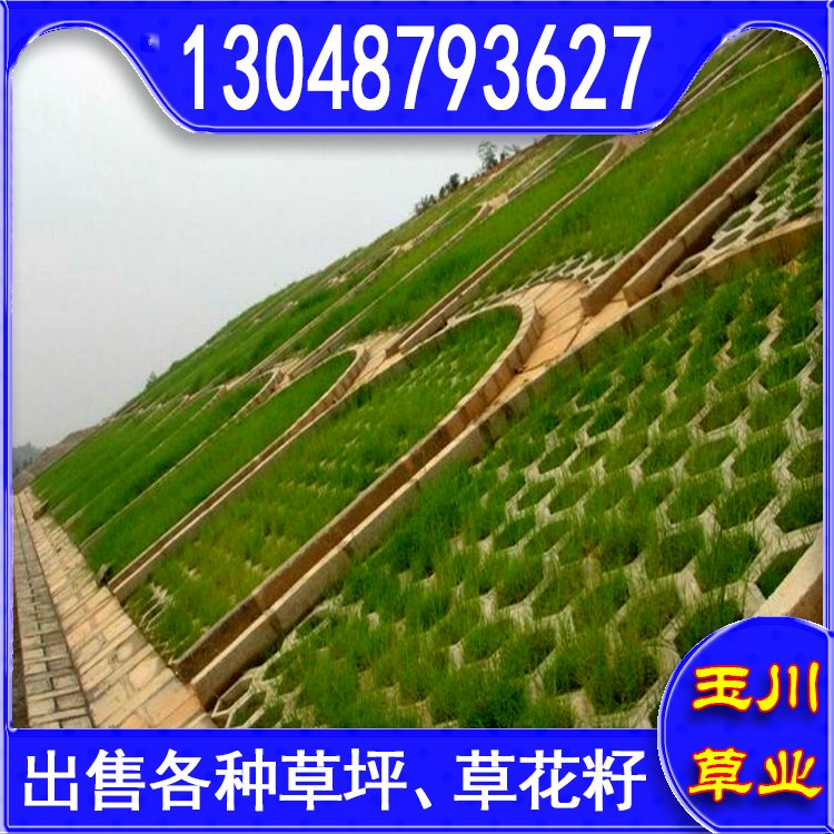 兰引三号草皮 足球运动场草卷 大量批量供应结缕兰引三号草约3.88元,约3.86元,约3.66元(图8)