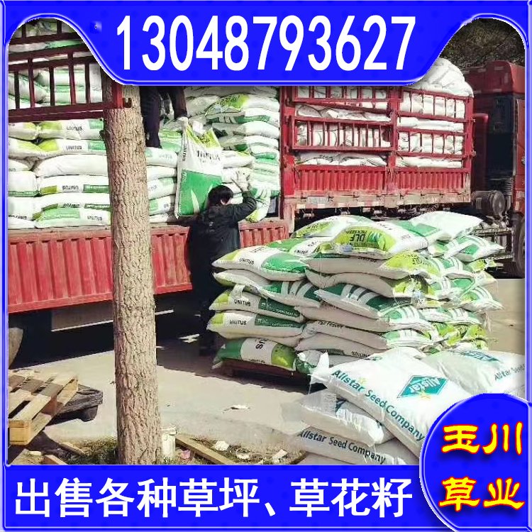 兰引三号草皮 足球运动场草卷 大量批量供应结缕兰引三号草约3.88元,约3.86元,约3.66元(图11)