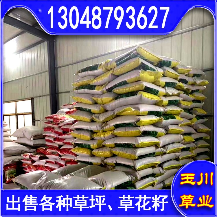 兰引三号草皮 足球运动场草卷 大量批量供应结缕兰引三号草约3.88元,约3.86元,约3.66元(图10)