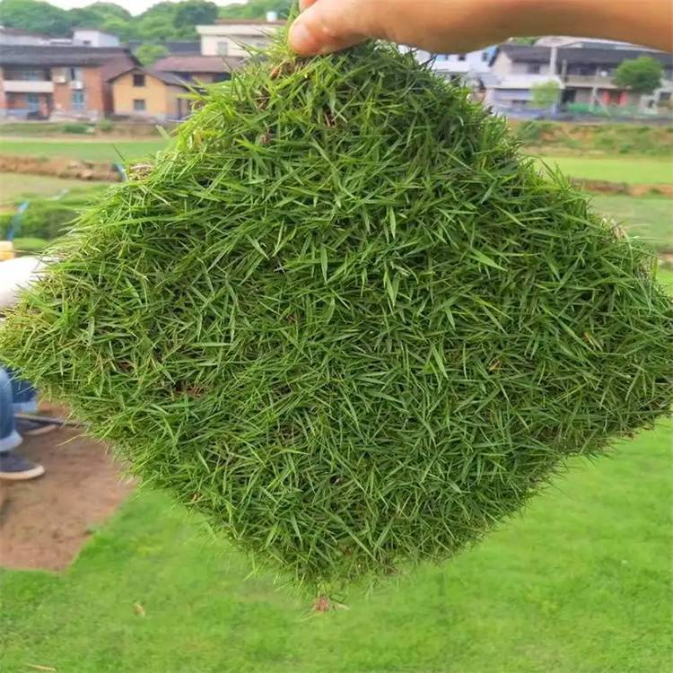 江门兰引三号草 复绿工程草皮 管理简单约3.50元,约3.40元,约3.30元(8) 江门兰引三号草 复绿工程草皮 管理简单约3.50元,约3.40元,约3.30元(8)