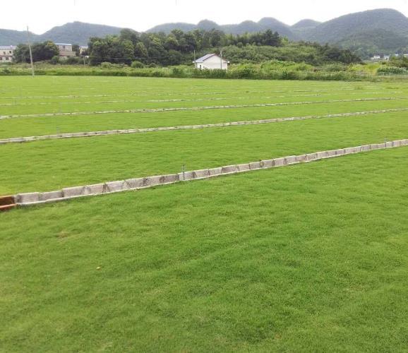 兰引三号草 中山兰引三号草皮 广州兰引三号草皮约3.00元(9)