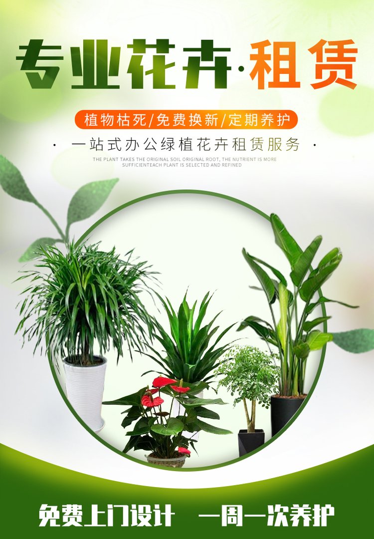 绿植花卉 办公室绿植 绿植租赁 可定制 服务贴心约20.00元(图6)