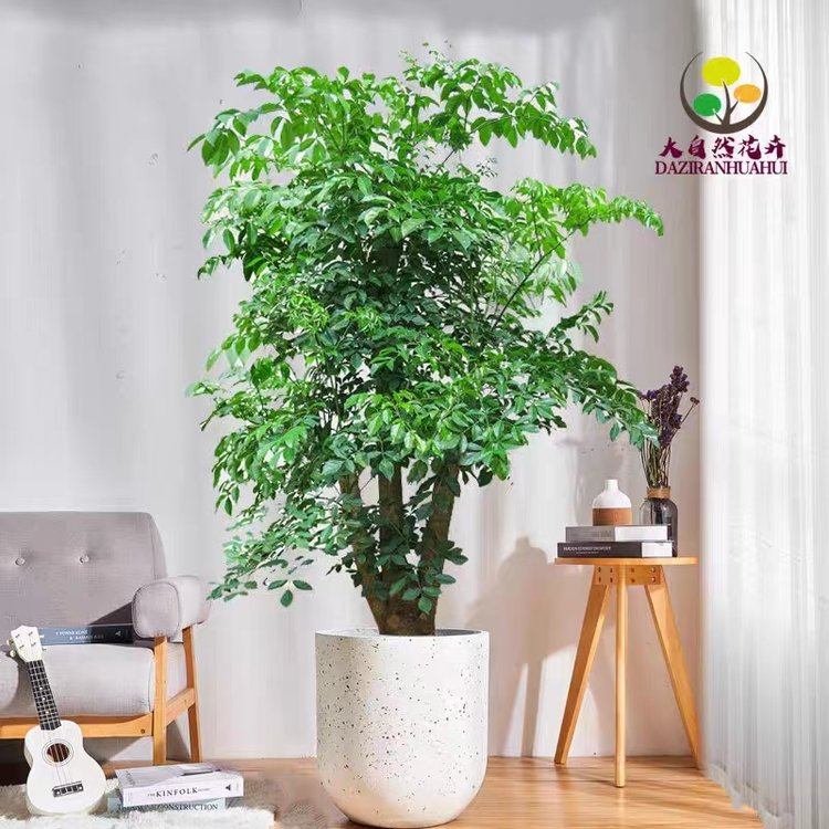 绿植花卉 办公室绿植 绿植租赁 可定制 服务贴心约20.00元(图1)