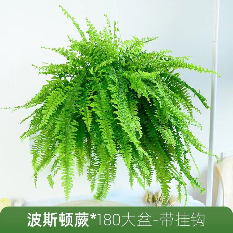绿植花卉 办公室绿植 绿植租赁 可定制 服务贴心约20.00元(图2)