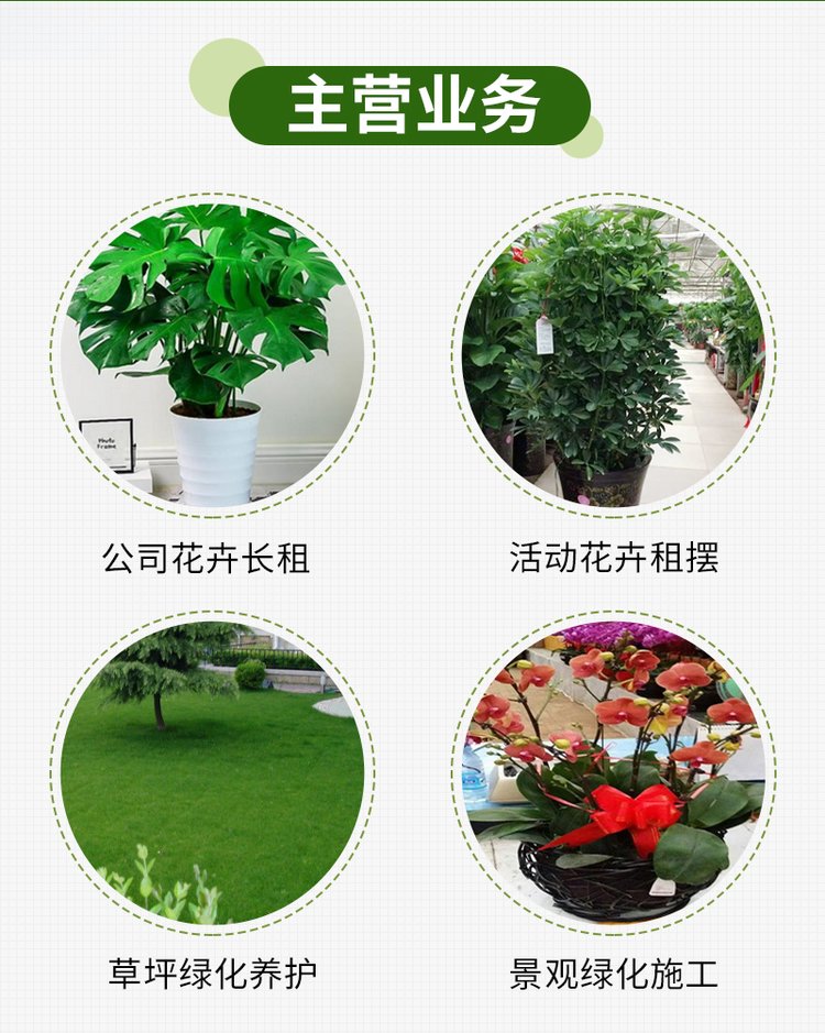 绿植花卉 办公室绿植 绿植租赁 可定制 服务贴心约20.00元(图7)