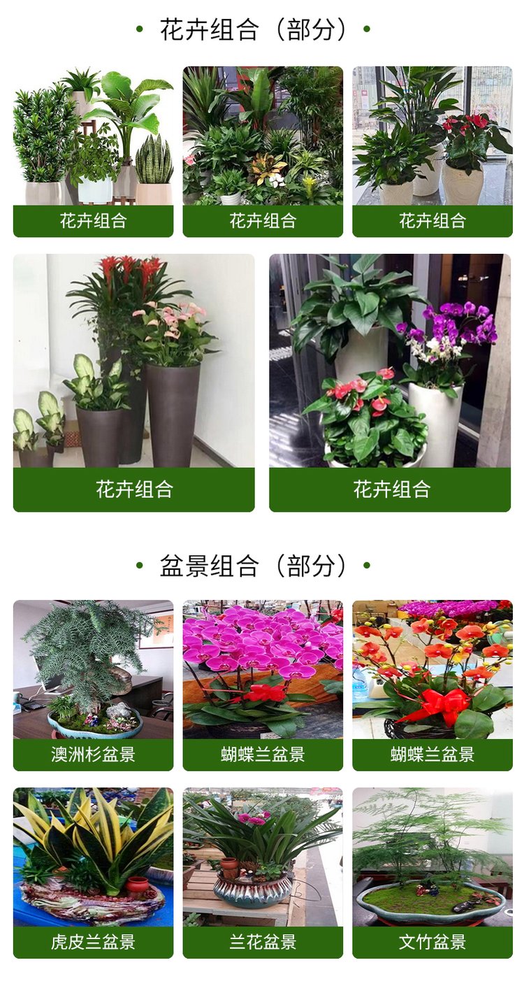 绿植花卉 办公室绿植 绿植租赁 可定制 服务贴心约20.00元(图9)