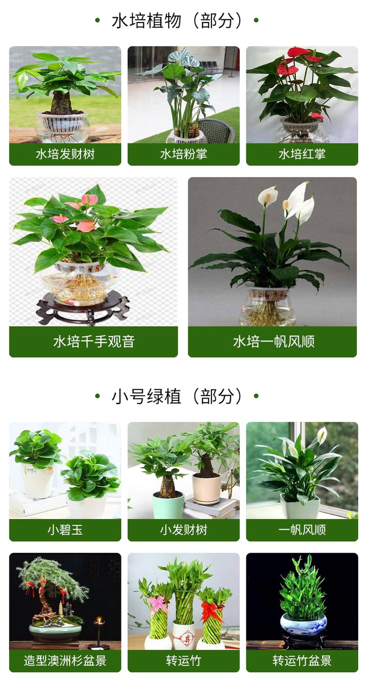 绿植花卉 办公室绿植 绿植租赁 可定制 服务贴心约20.00元(图10)