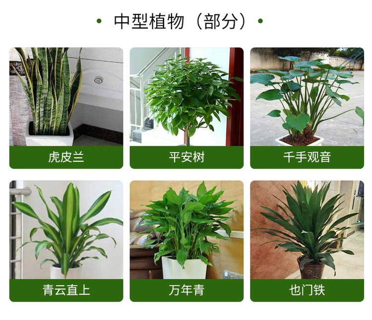 绿植花卉 办公室绿植 绿植租赁 可定制 服务贴心约20.00元(图11)
