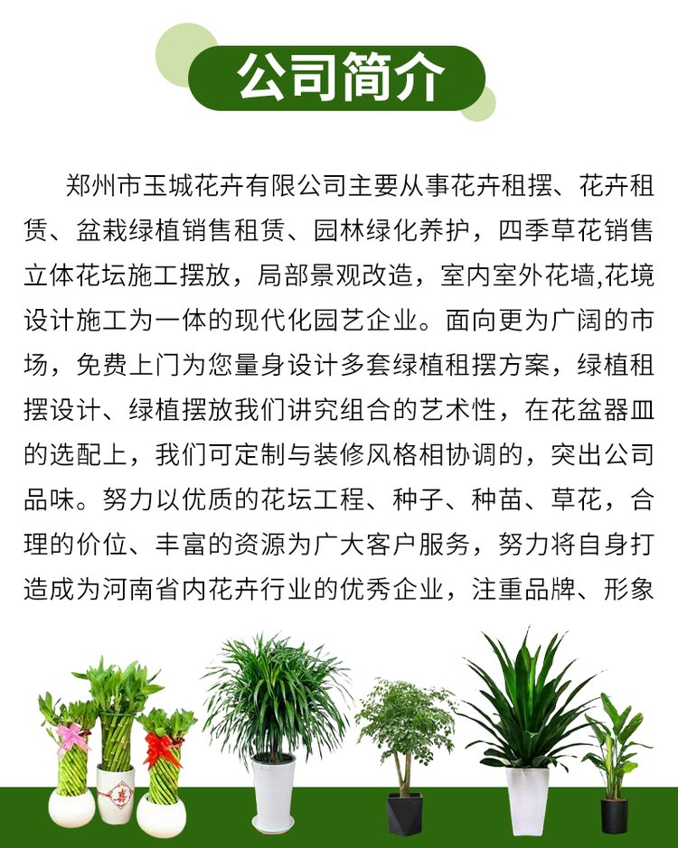 绿植花卉 办公室绿植 绿植租赁 可定制 服务贴心约20.00元(图15)