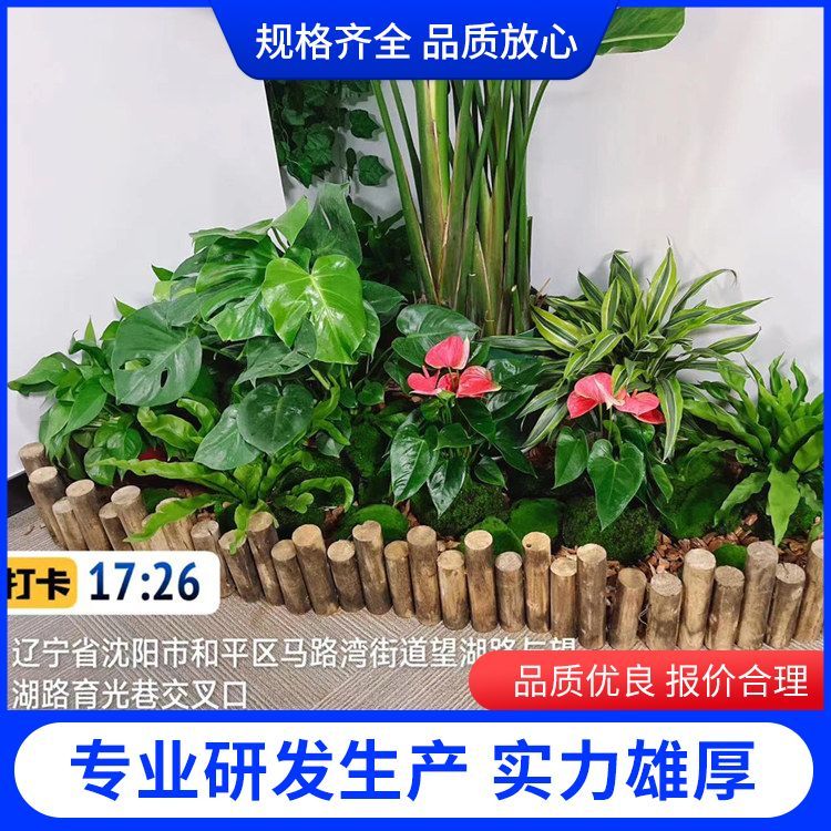 绿植绿化养护厂家批发 植物功能净化空气， 批发零售 一站式服务约12.00元
