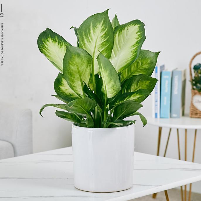 植物租赁 万年青粉黛万年红带陶瓷盆 花卉盆栽绿植出租 园林绿化养护约20.00元(图3)