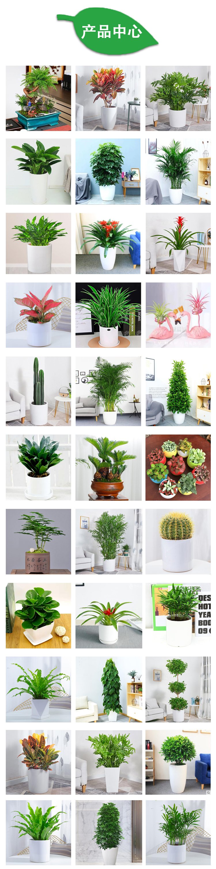 植物租赁 万年青粉黛万年红带陶瓷盆 花卉盆栽绿植出租 园林绿化养护约20.00元(图7)