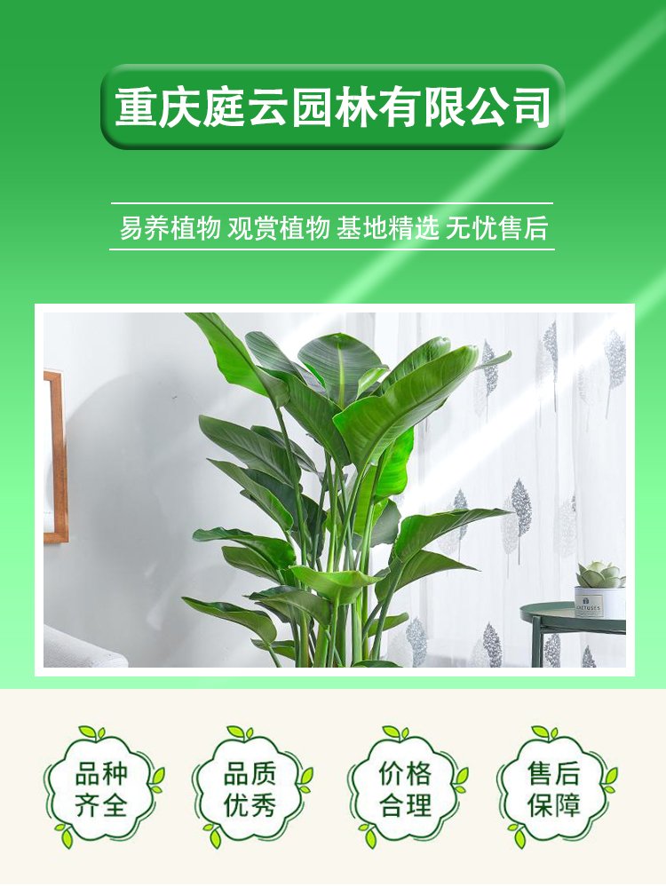 植物租赁 万年青粉黛万年红带陶瓷盆 花卉盆栽绿植出租 园林绿化养护约20.00元(图6)