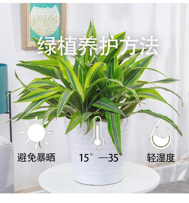 植物租赁 万年青粉黛万年红带陶瓷盆 花卉盆栽绿植出租 园林绿化养护约20.00元(图8)