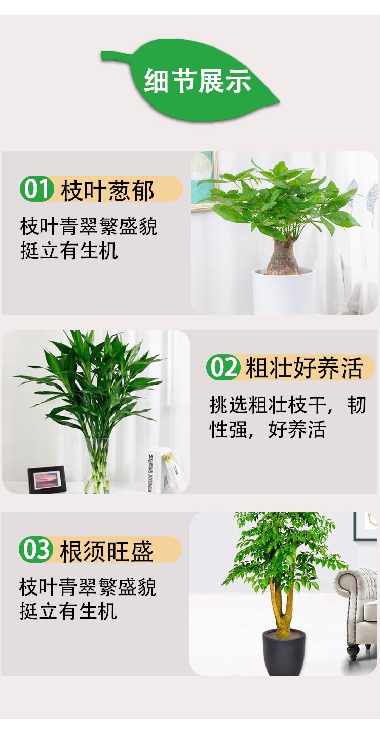 植物租赁 万年青粉黛万年红带陶瓷盆 花卉盆栽绿植出租 园林绿化养护约20.00元(图9)