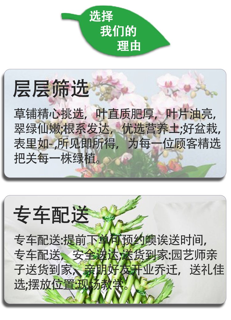 植物租赁 万年青粉黛万年红带陶瓷盆 花卉盆栽绿植出租 园林绿化养护约20.00元(图10)