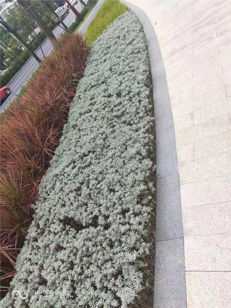 园林工程 商场植物墙花园专家约2.00万元(9) 园林工程 商场植物墙花园专家约2.00万元(9)