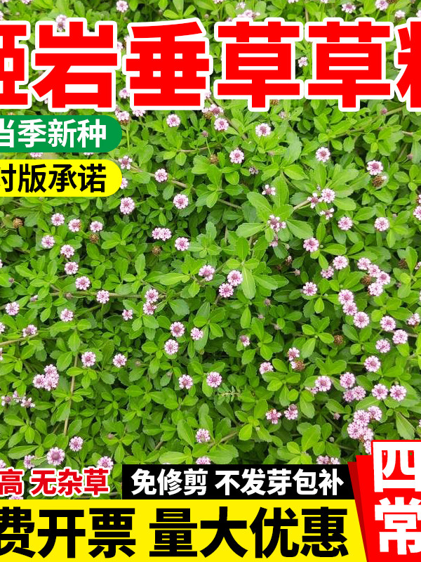 姬岩垂草草种耐寒耐踩四季开花地被植物庭院花境造景搭配植物