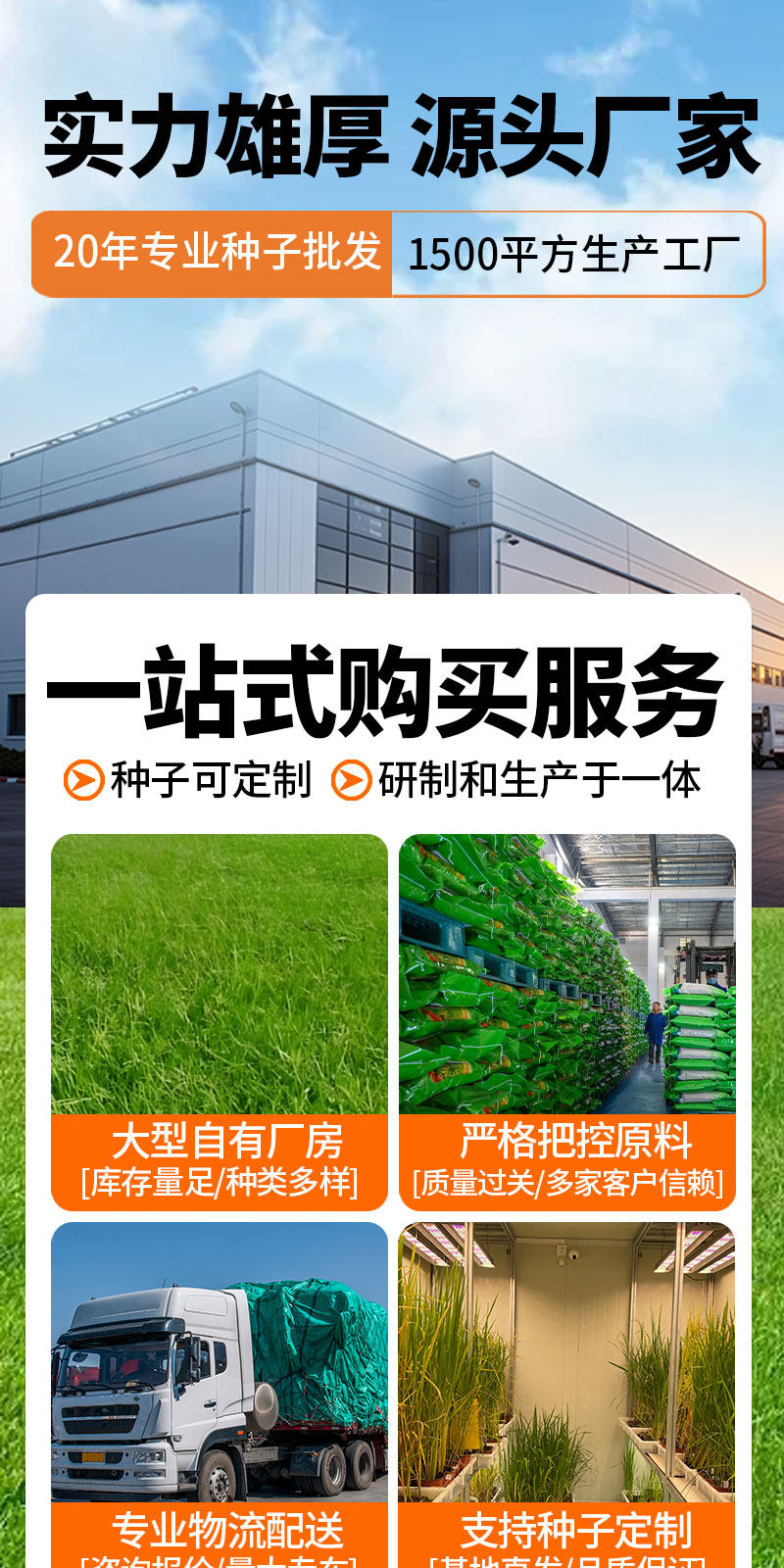 姬岩垂草草种耐寒耐踩四季开花地被植物庭院花境造景搭配植物(1)