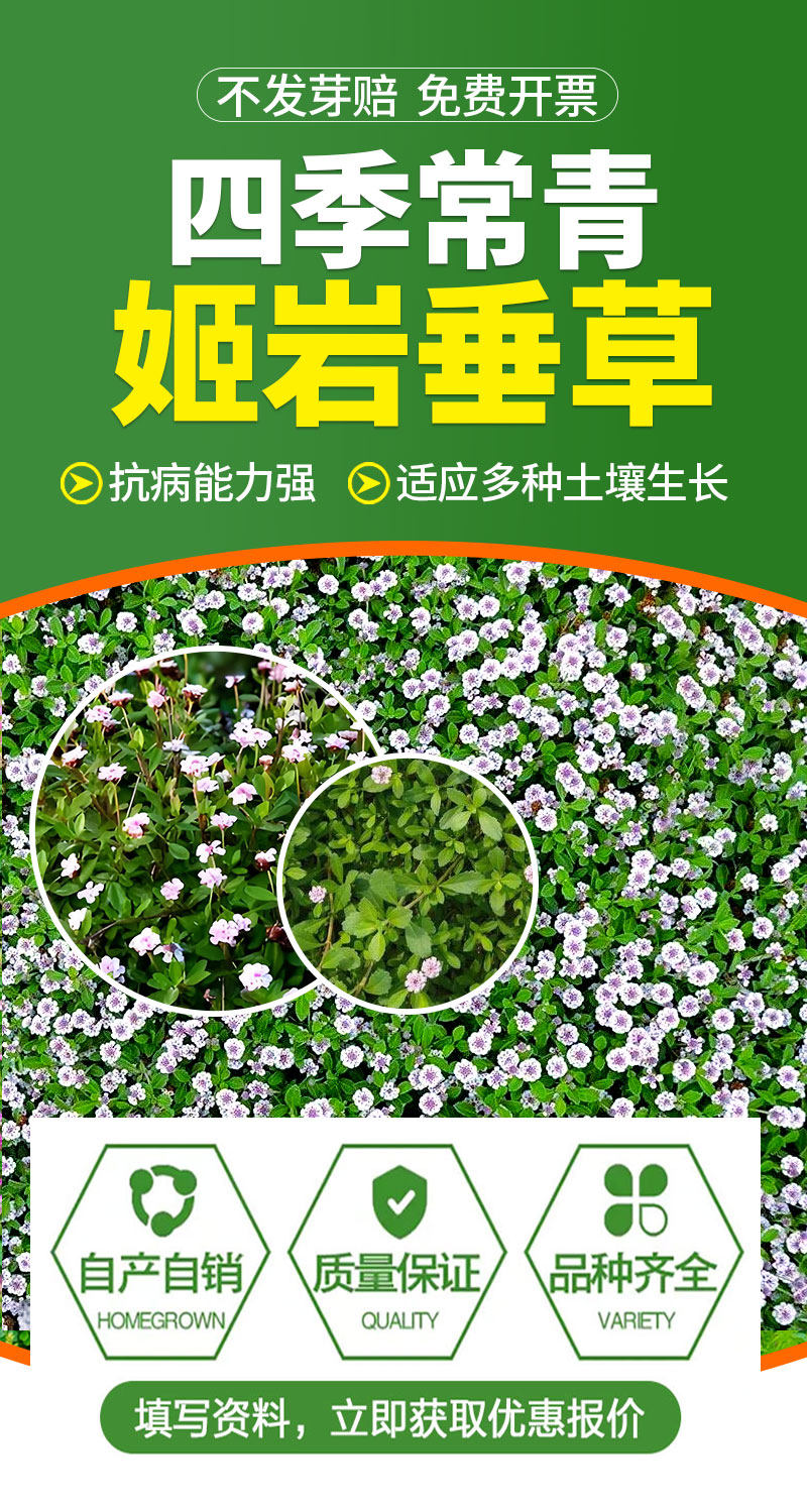 姬岩垂草草种耐寒耐踩四季开花地被植物庭院花境造景搭配植物(3)
