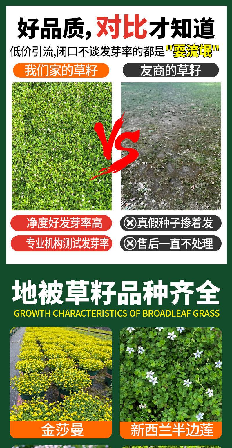 姬岩垂草草种耐寒耐踩四季开花地被植物庭院花境造景搭配植物(7)