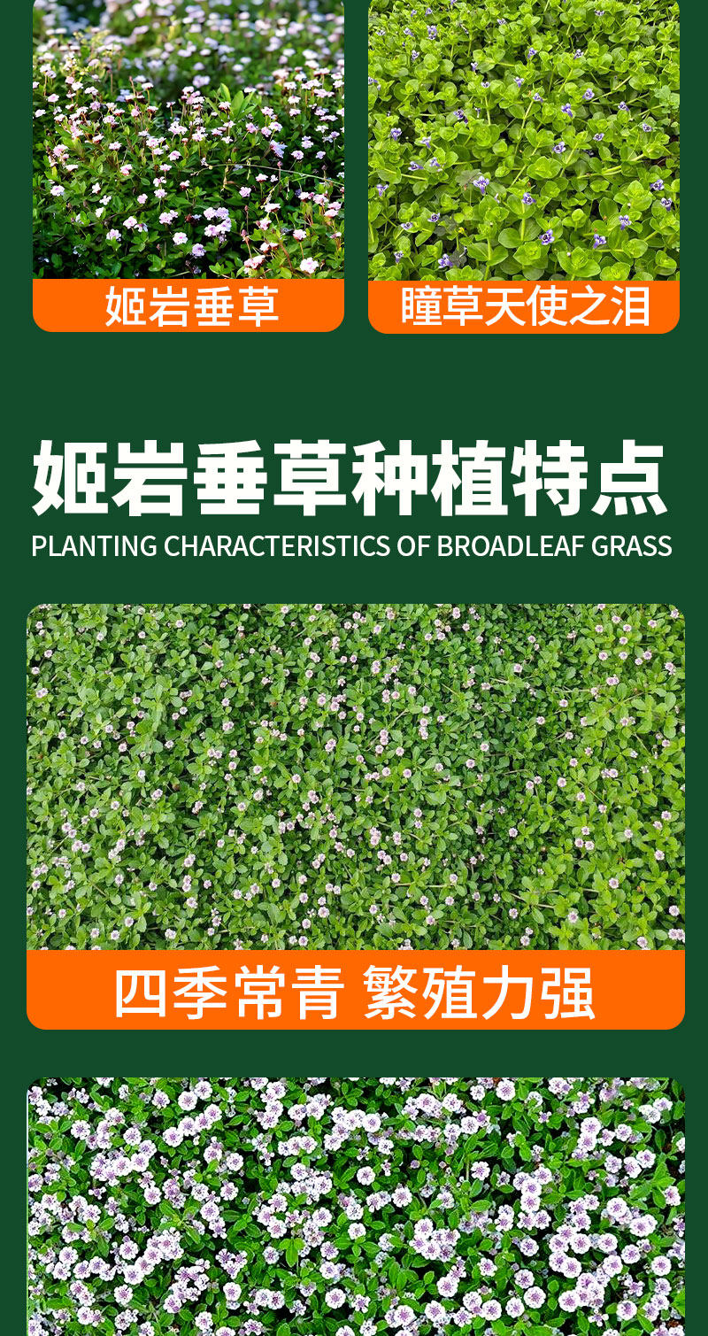 姬岩垂草草种耐寒耐踩四季开花地被植物庭院花境造景搭配植物(8)