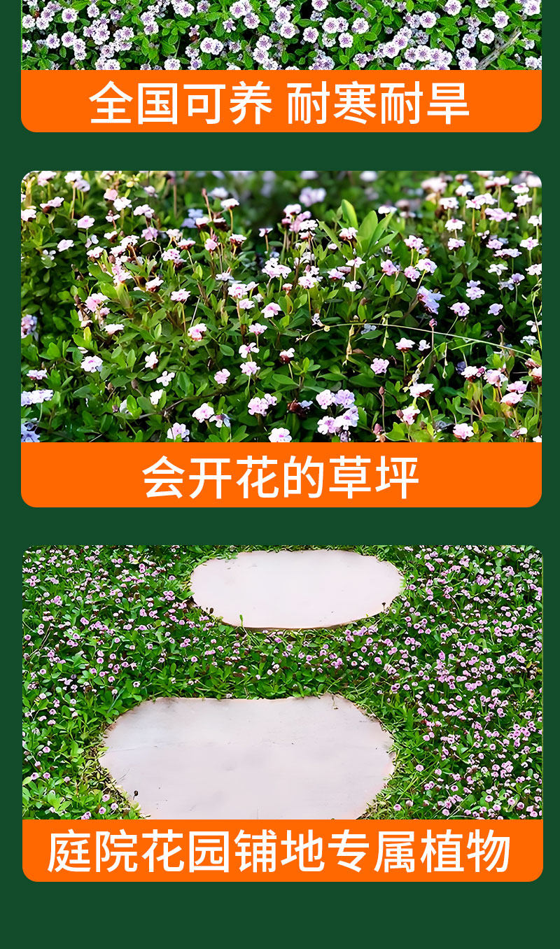 姬岩垂草草种耐寒耐踩四季开花地被植物庭院花境造景搭配植物(9)
