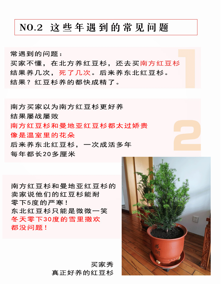 耐寒正宗东北方红豆杉苗木树苗大苗绿植盆栽地栽植物室内带果四季(2)