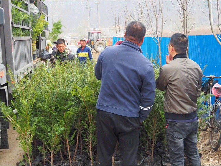 耐寒正宗东北方红豆杉苗木树苗大苗绿植盆栽地栽植物室内带果四季(6)