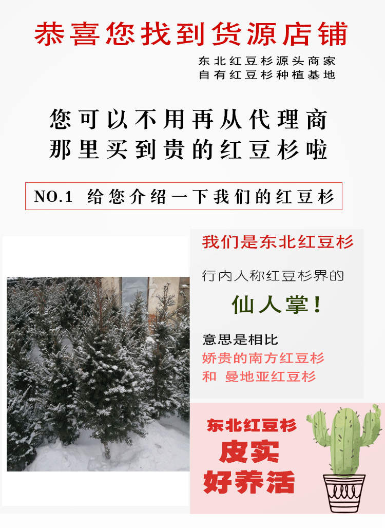 耐寒正宗东北方红豆杉苗木树苗大苗绿植盆栽地栽植物室内带果四季(1)