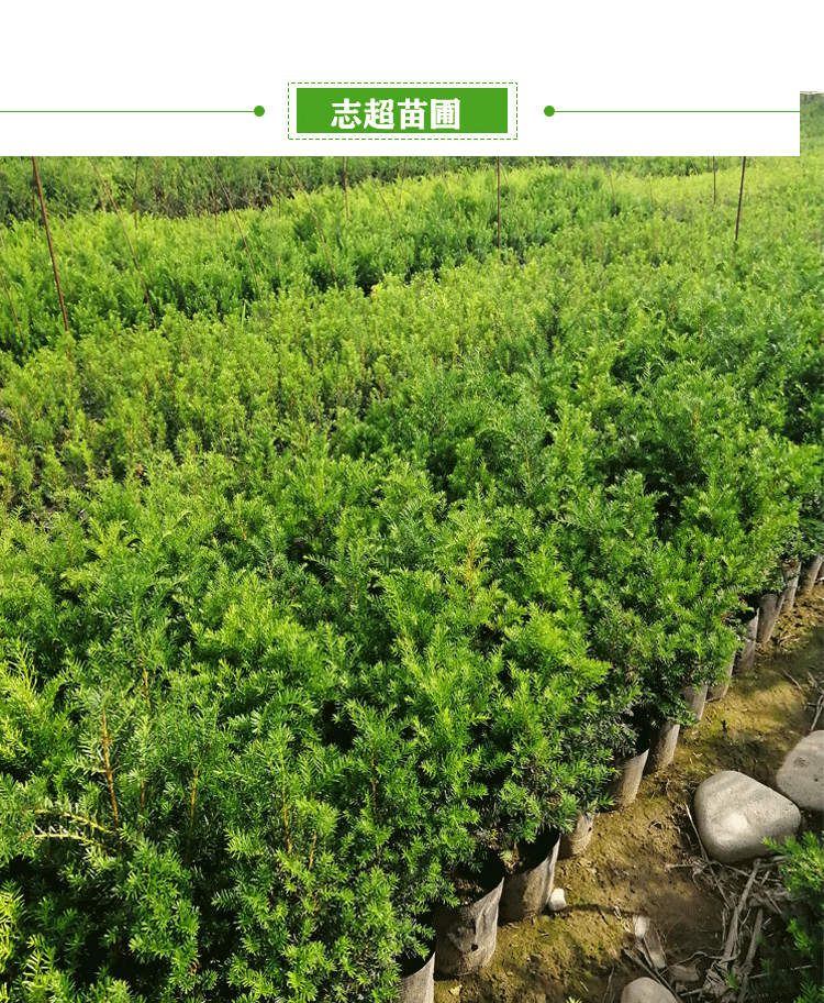 耐寒正宗东北方红豆杉苗木树苗大苗绿植盆栽地栽植物室内带果四季(3)