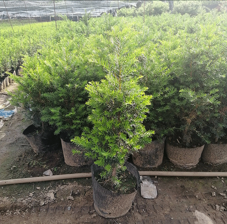 耐寒正宗东北方红豆杉苗木树苗大苗绿植盆栽地栽植物室内带果四季(5)