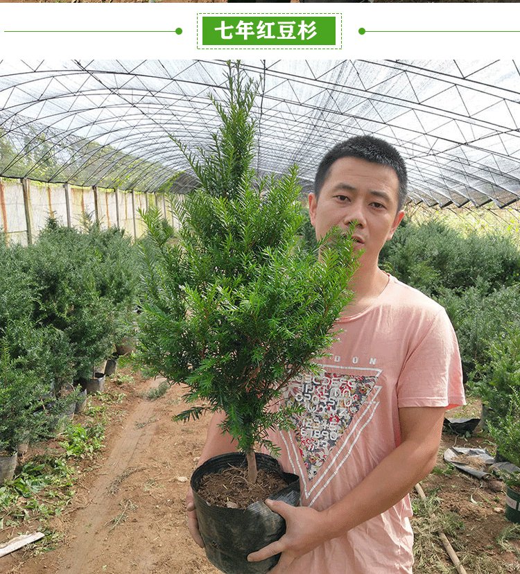 耐寒正宗东北方红豆杉苗木树苗大苗绿植盆栽地栽植物室内带果四季(8)