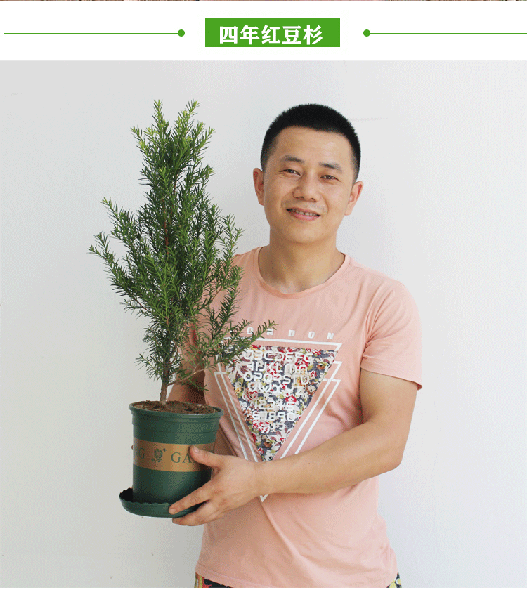 耐寒正宗东北方红豆杉苗木树苗大苗绿植盆栽地栽植物室内带果四季(10)