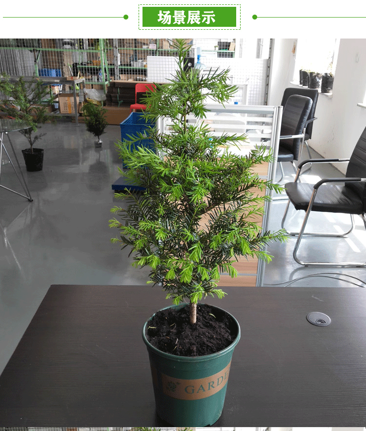 耐寒正宗东北方红豆杉苗木树苗大苗绿植盆栽地栽植物室内带果四季(13)