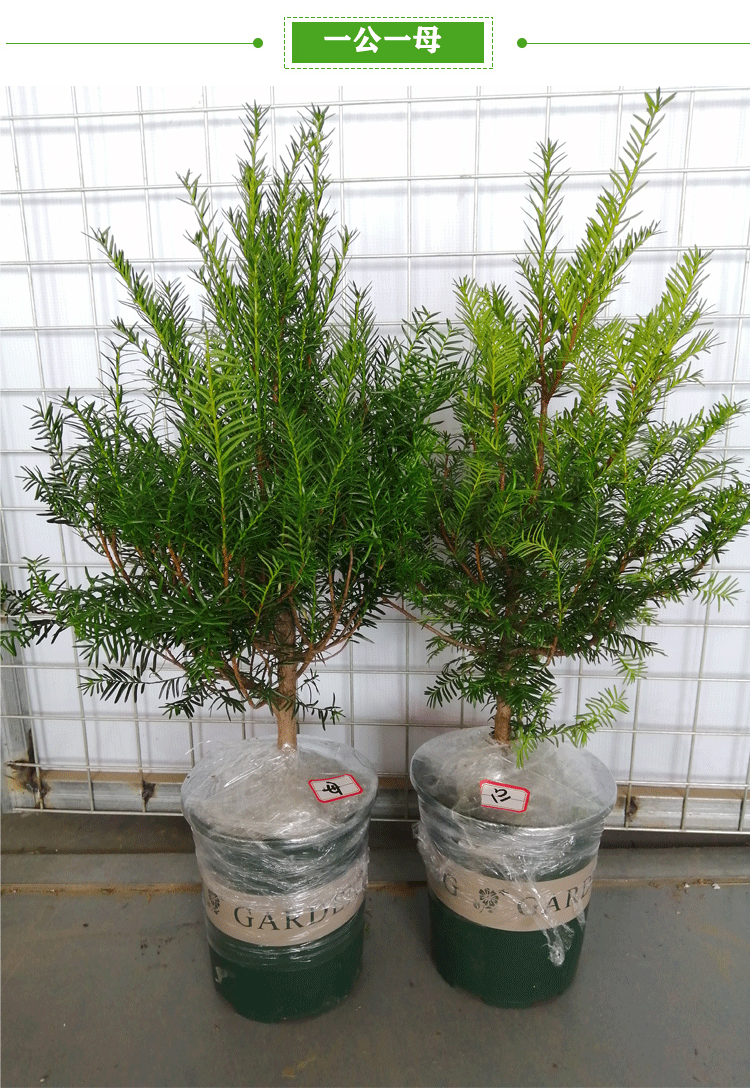 耐寒正宗东北方红豆杉苗木树苗大苗绿植盆栽地栽植物室内带果四季(12)