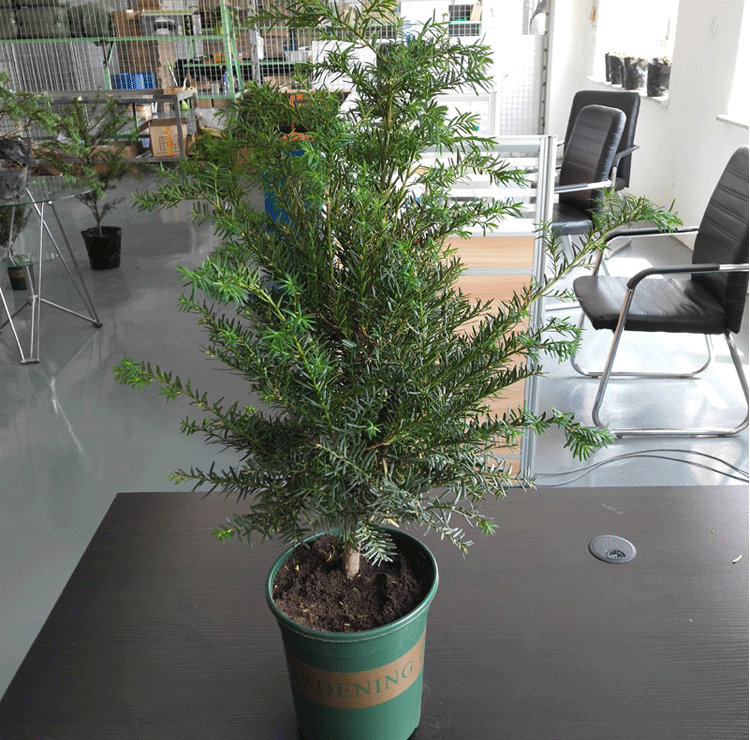 耐寒正宗东北方红豆杉苗木树苗大苗绿植盆栽地栽植物室内带果四季(14)