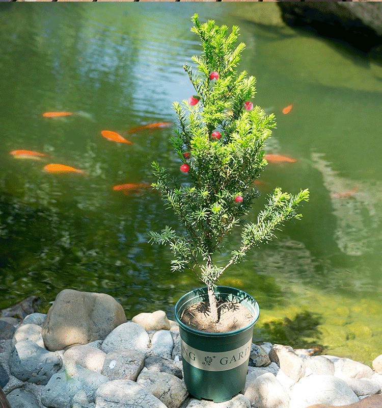 耐寒正宗东北方红豆杉苗木树苗大苗绿植盆栽地栽植物室内带果四季(17)