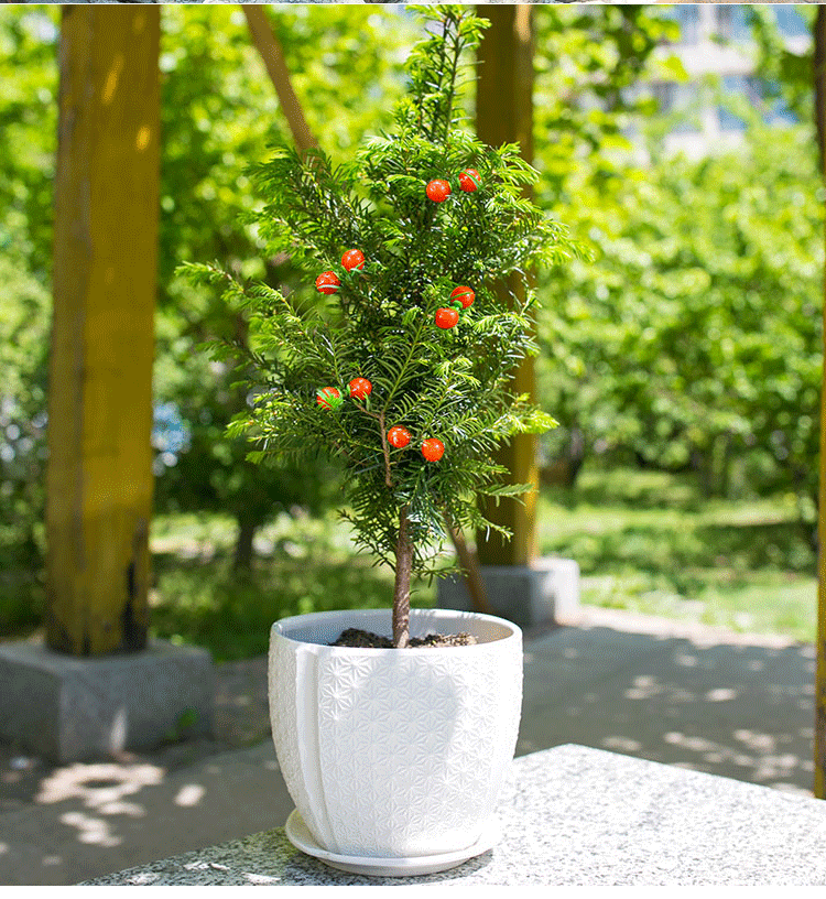 耐寒正宗东北方红豆杉苗木树苗大苗绿植盆栽地栽植物室内带果四季(18)