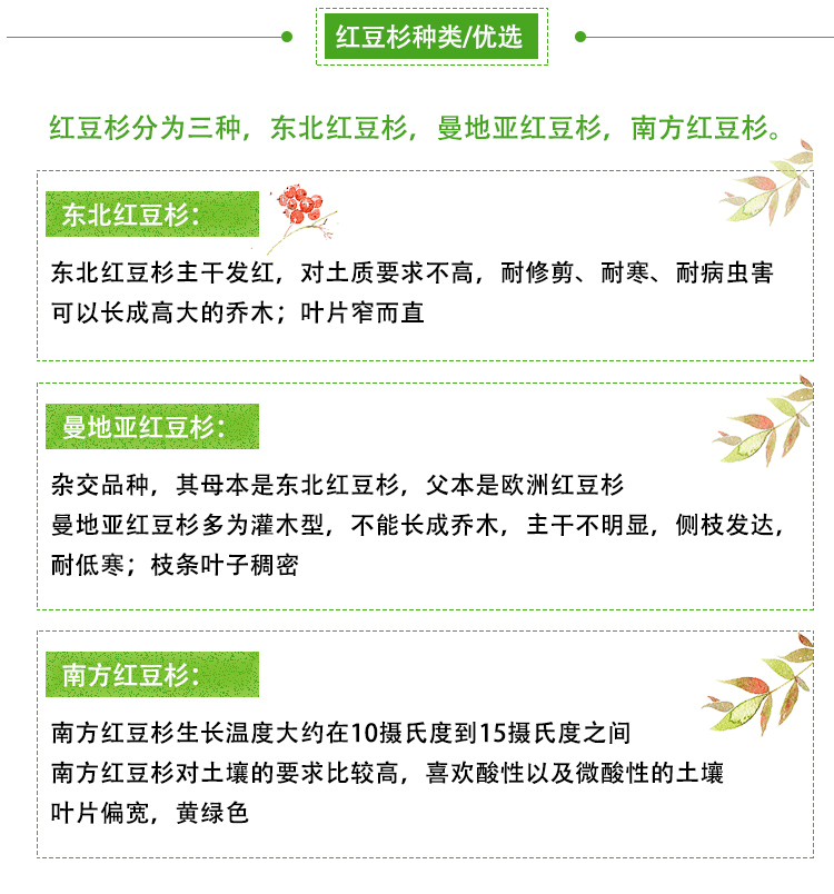 耐寒正宗东北方红豆杉苗木树苗大苗绿植盆栽地栽植物室内带果四季(19)