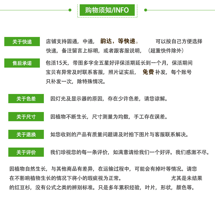 耐寒正宗东北方红豆杉苗木树苗大苗绿植盆栽地栽植物室内带果四季(20)
