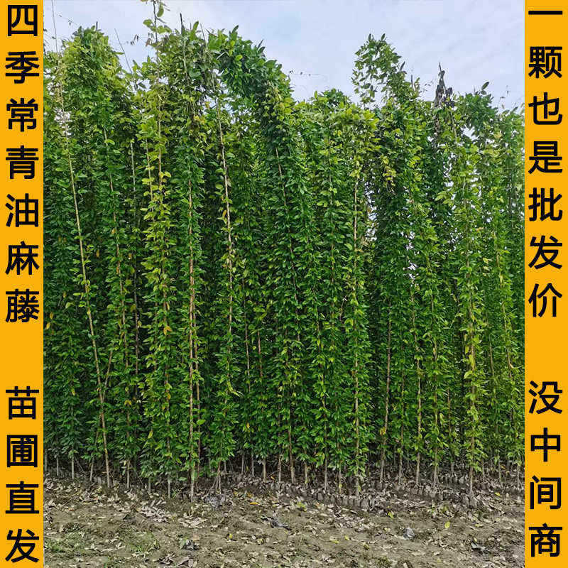 常春油麻藤树苗爬山虎攀爬植物绿化工程绿植四季常青藤援长春常绿