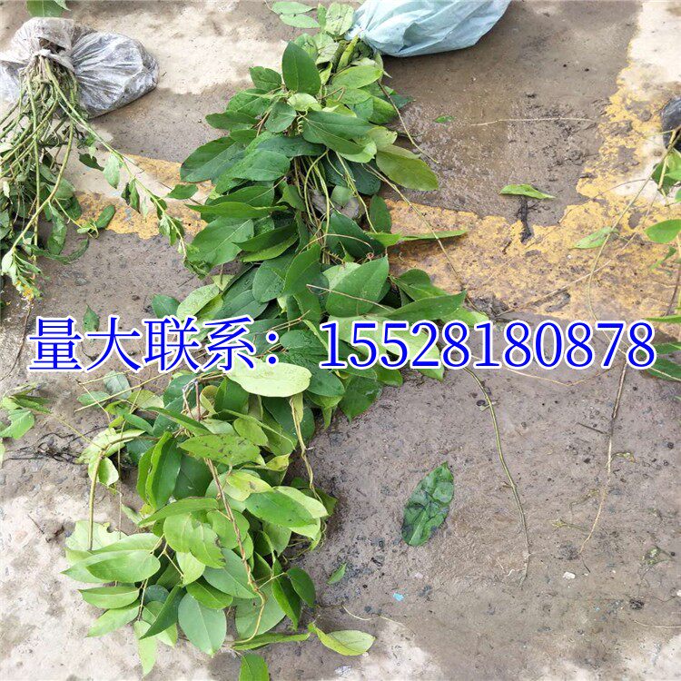 常春油麻藤树苗爬山虎攀爬植物绿化工程绿植四季常青藤援长春常绿(7) 常春油麻藤树苗爬山虎攀爬植物绿化工程绿植四季常青藤援长春常绿(7)
