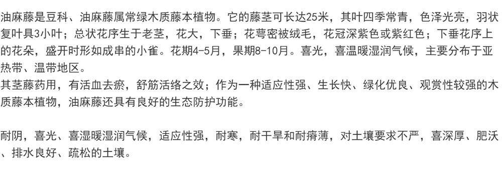 常春油麻藤树苗爬山虎攀爬植物绿化工程绿植四季常青藤援长春常绿(8)
