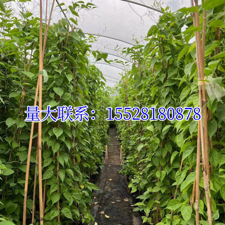 常春油麻藤树苗爬山虎攀爬植物绿化工程绿植四季常青藤援长春常绿(2) 常春油麻藤树苗爬山虎攀爬植物绿化工程绿植四季常青藤援长春常绿(2)