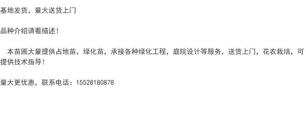 常春油麻藤树苗爬山虎攀爬植物绿化工程绿植四季常青藤援长春常绿(1) 常春油麻藤树苗爬山虎攀爬植物绿化工程绿植四季常青藤援长春常绿(1)