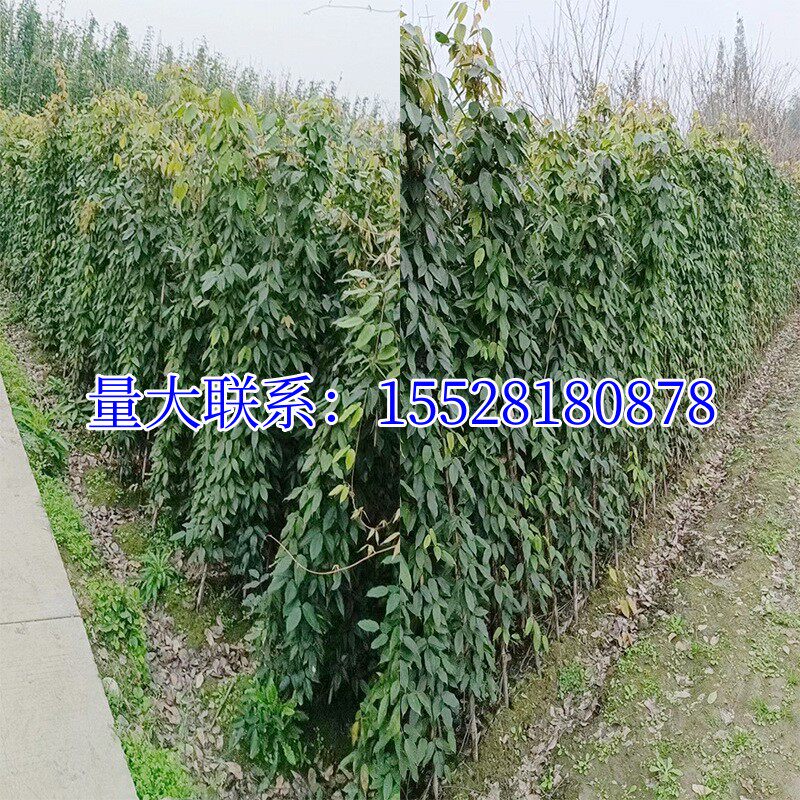 常春油麻藤树苗爬山虎攀爬植物绿化工程绿植四季常青藤援长春常绿(4) 常春油麻藤树苗爬山虎攀爬植物绿化工程绿植四季常青藤援长春常绿(4)